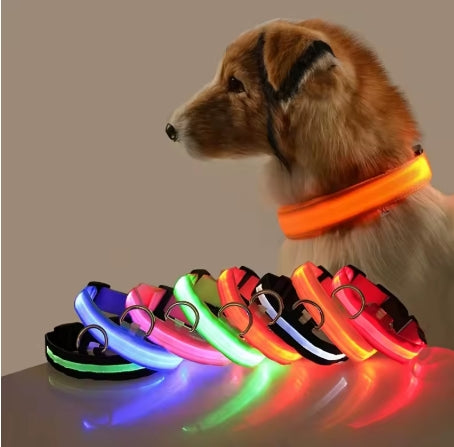 Collier Fluorescent pour Animaux